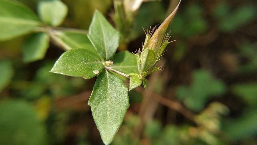 Blepharis maderaspatensis 10