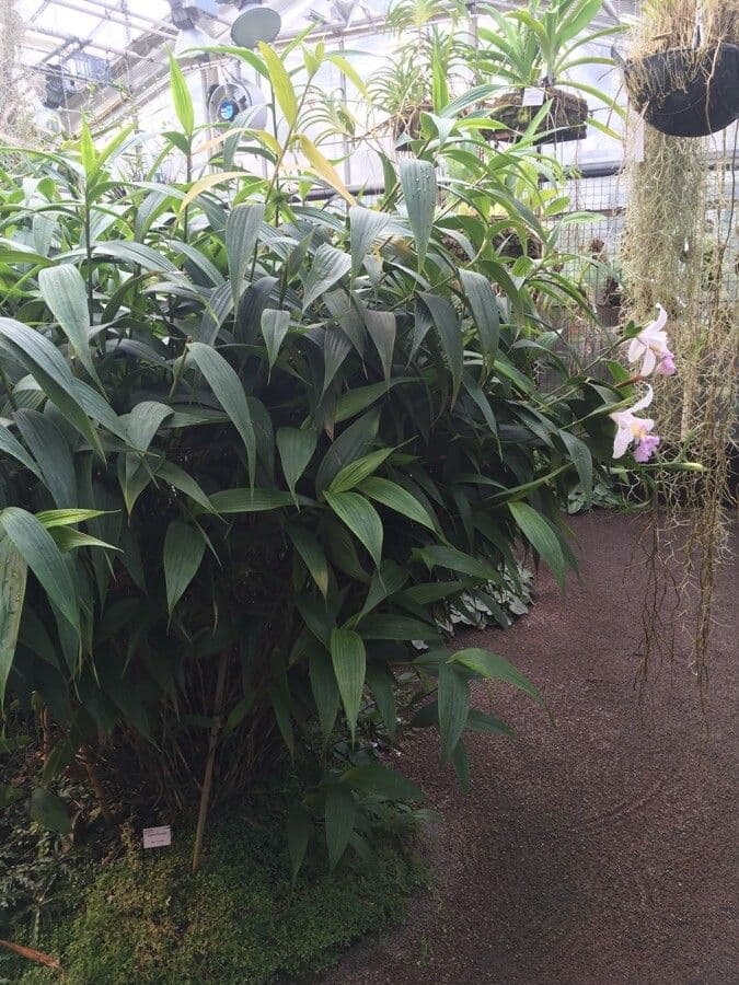 Sobralia 6