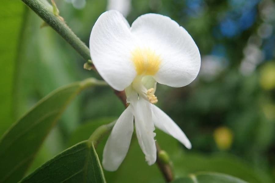 Baphia nitida 4
