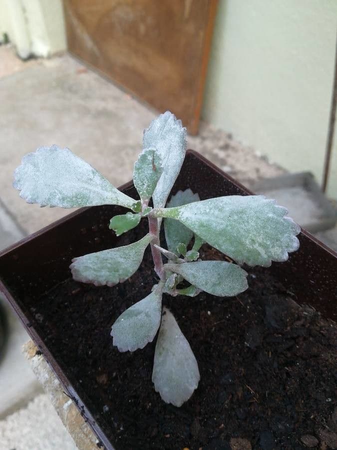 Kalanchoe 7