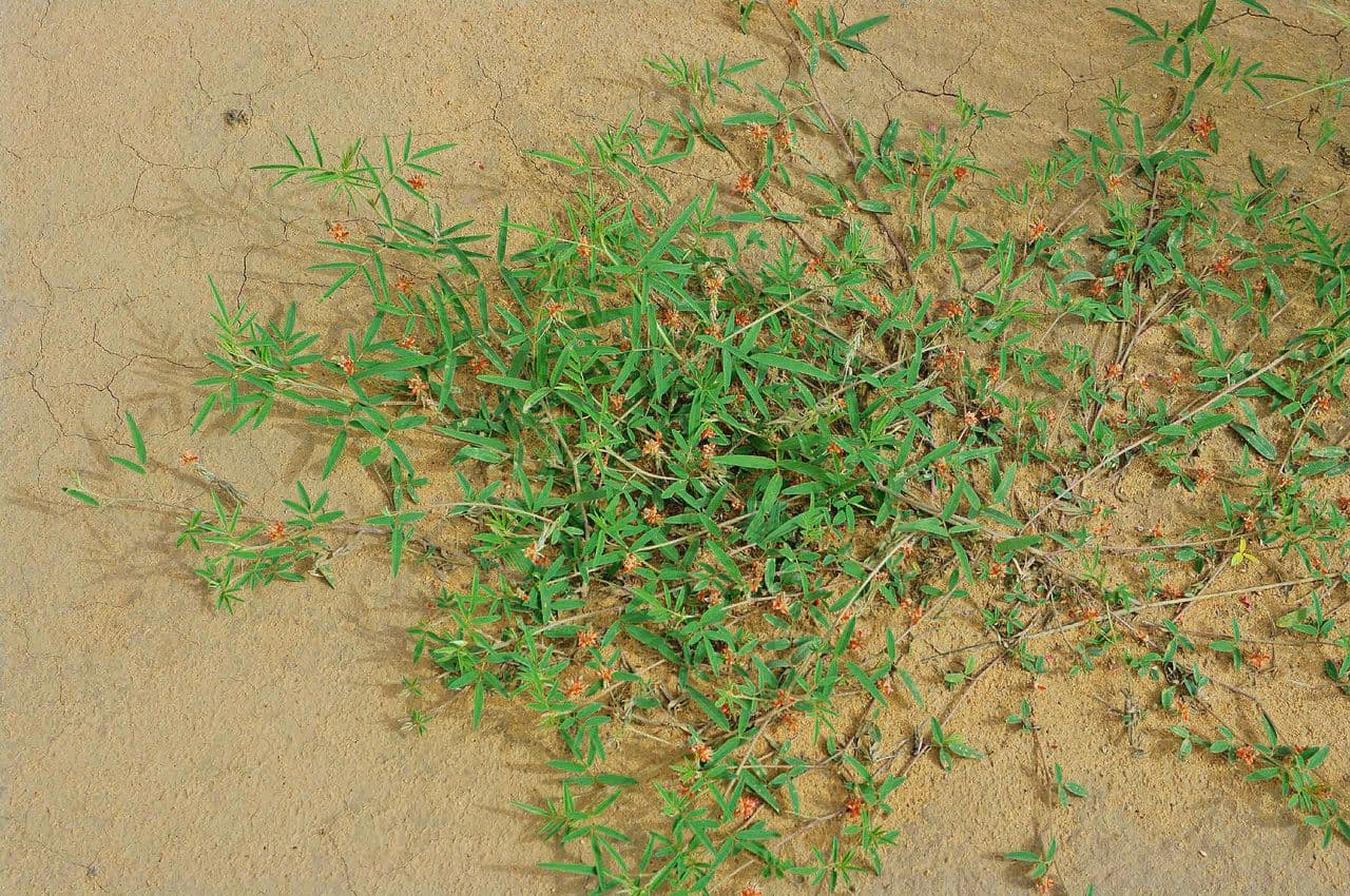 Indigofera 4