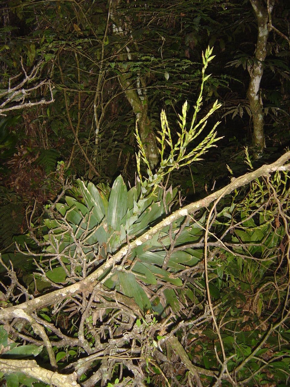 Vriesea 8