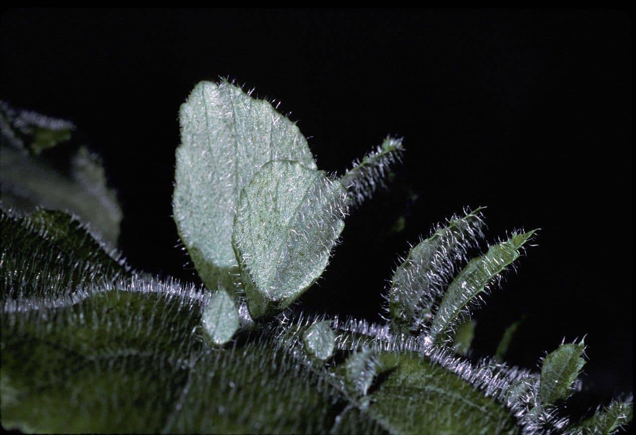 Begonia ispida 3
