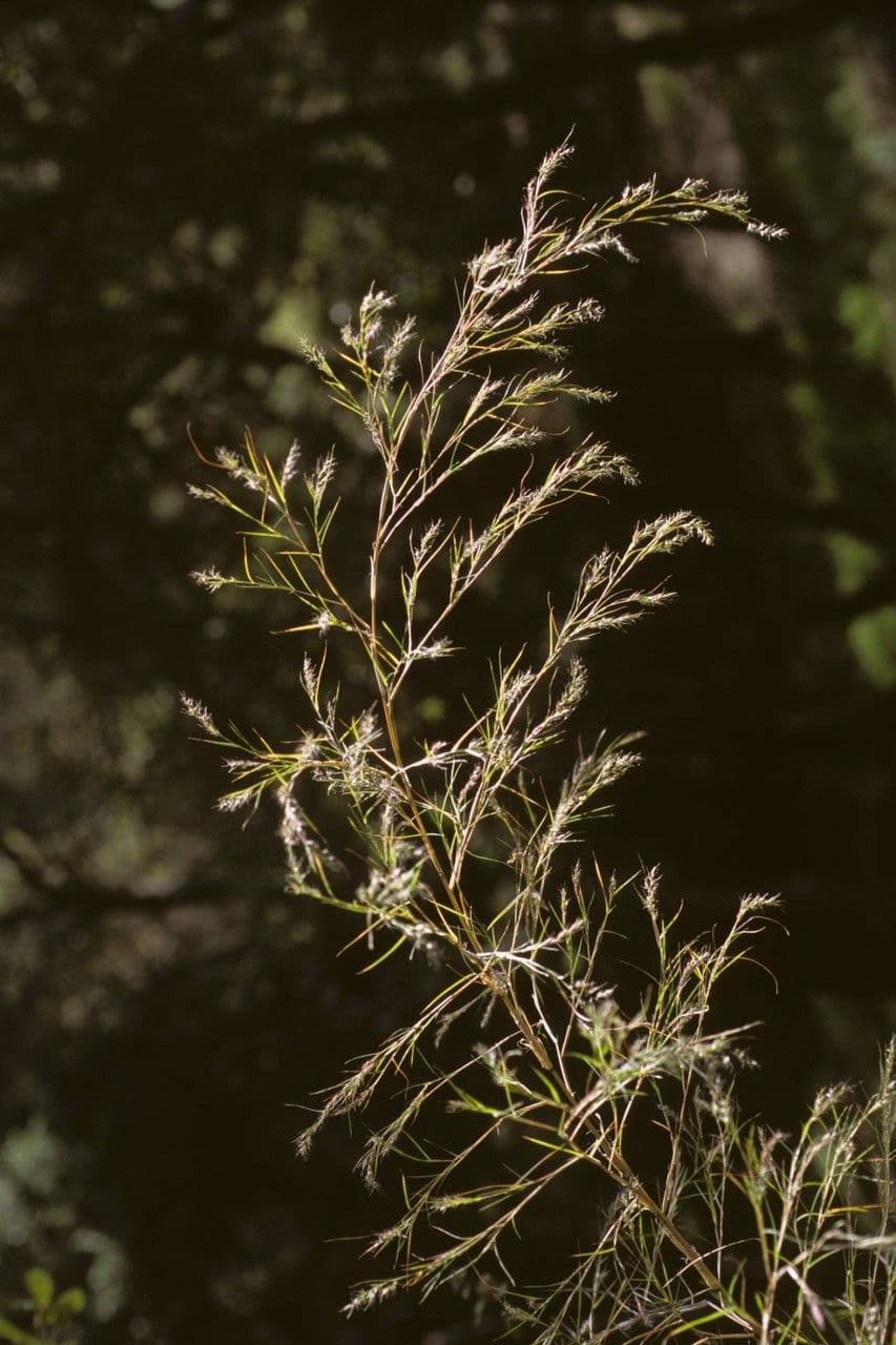 Bambus-Muhly