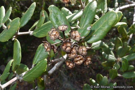 Ceanothus