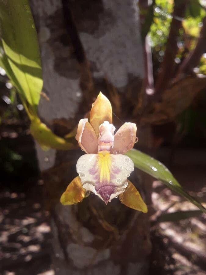 Aspasia