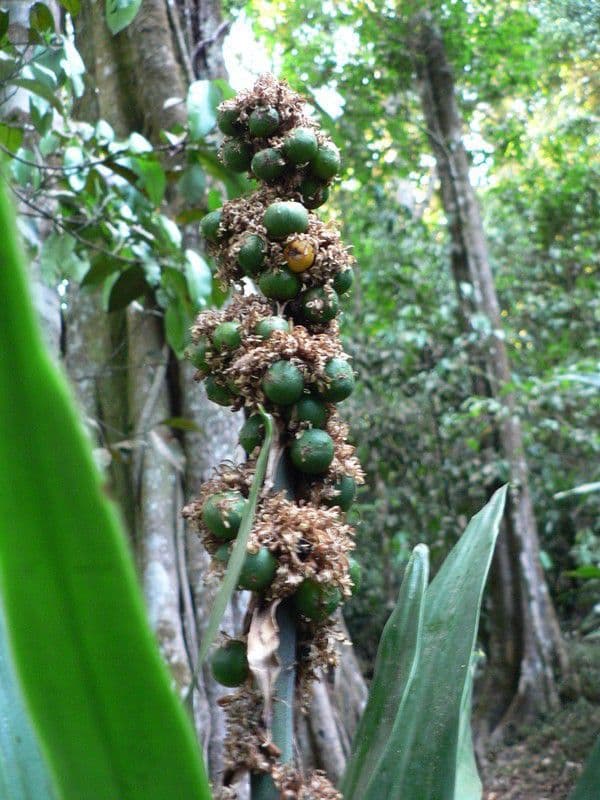 Duftende Drachenbaum 3