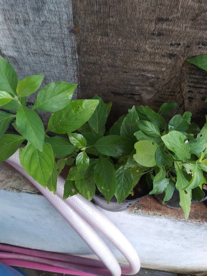 Rhinacanthus 6