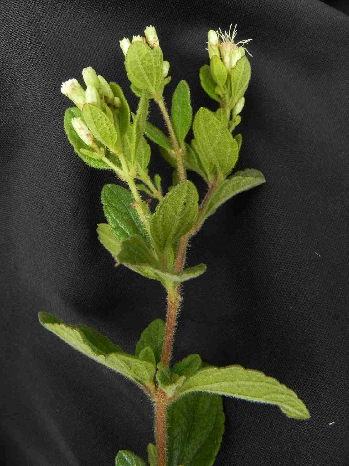 Chromolaena