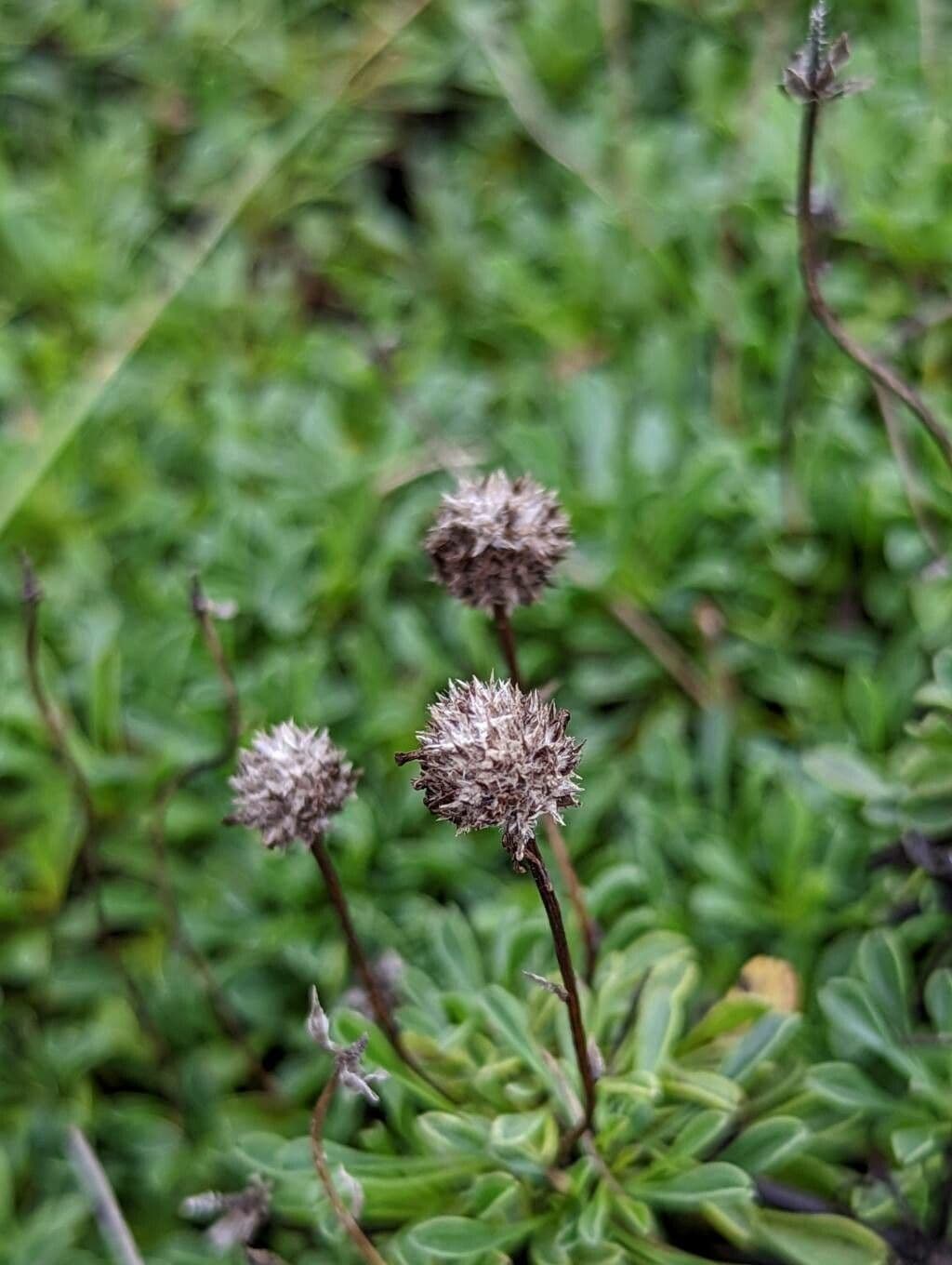 Globularia