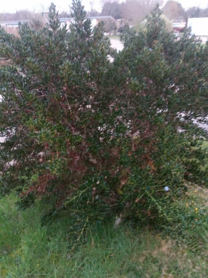 Ceanothus thyrsiflorus 11