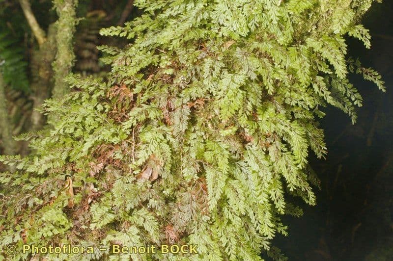 Braunes Hymenophyllum 19