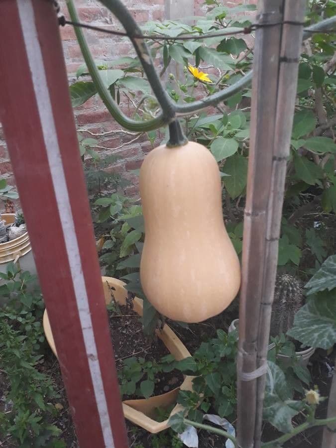 Zucca moscata 5