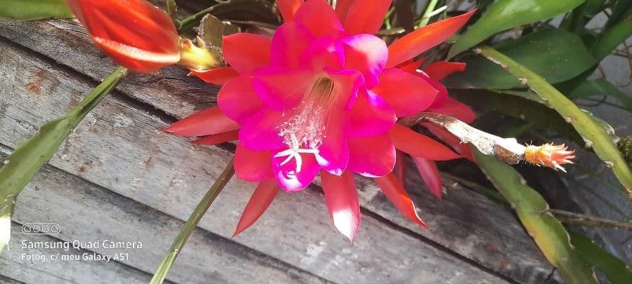 Disocactus 6
