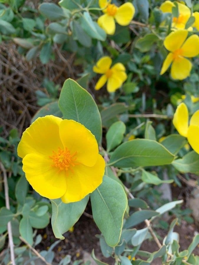 Dendromecon 3