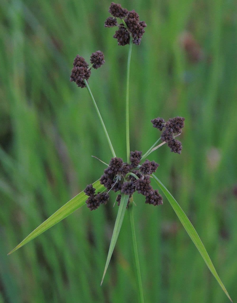 Buisson noir 5