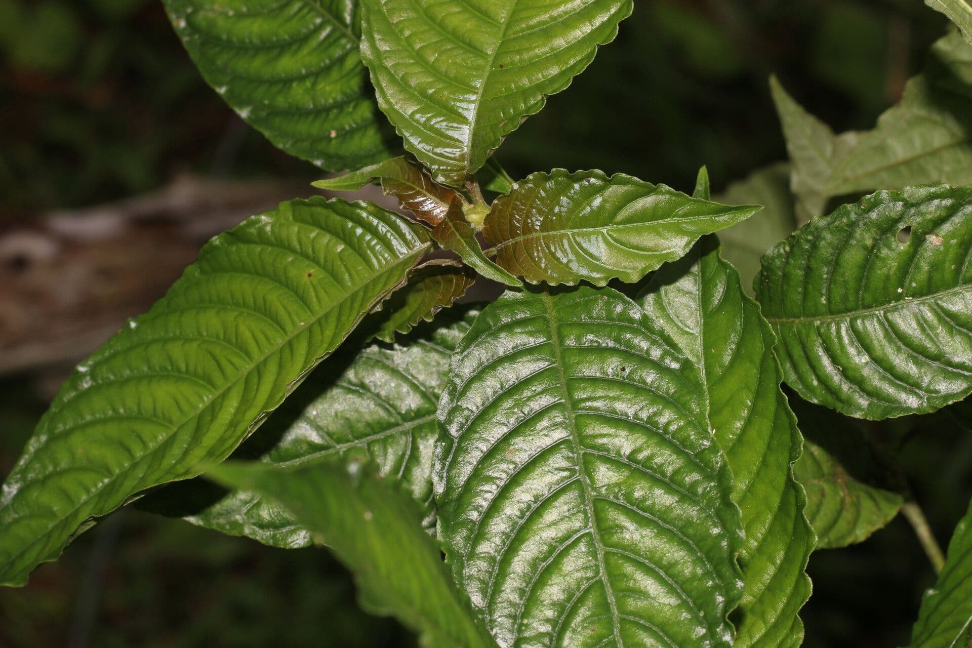 Palicourea 8