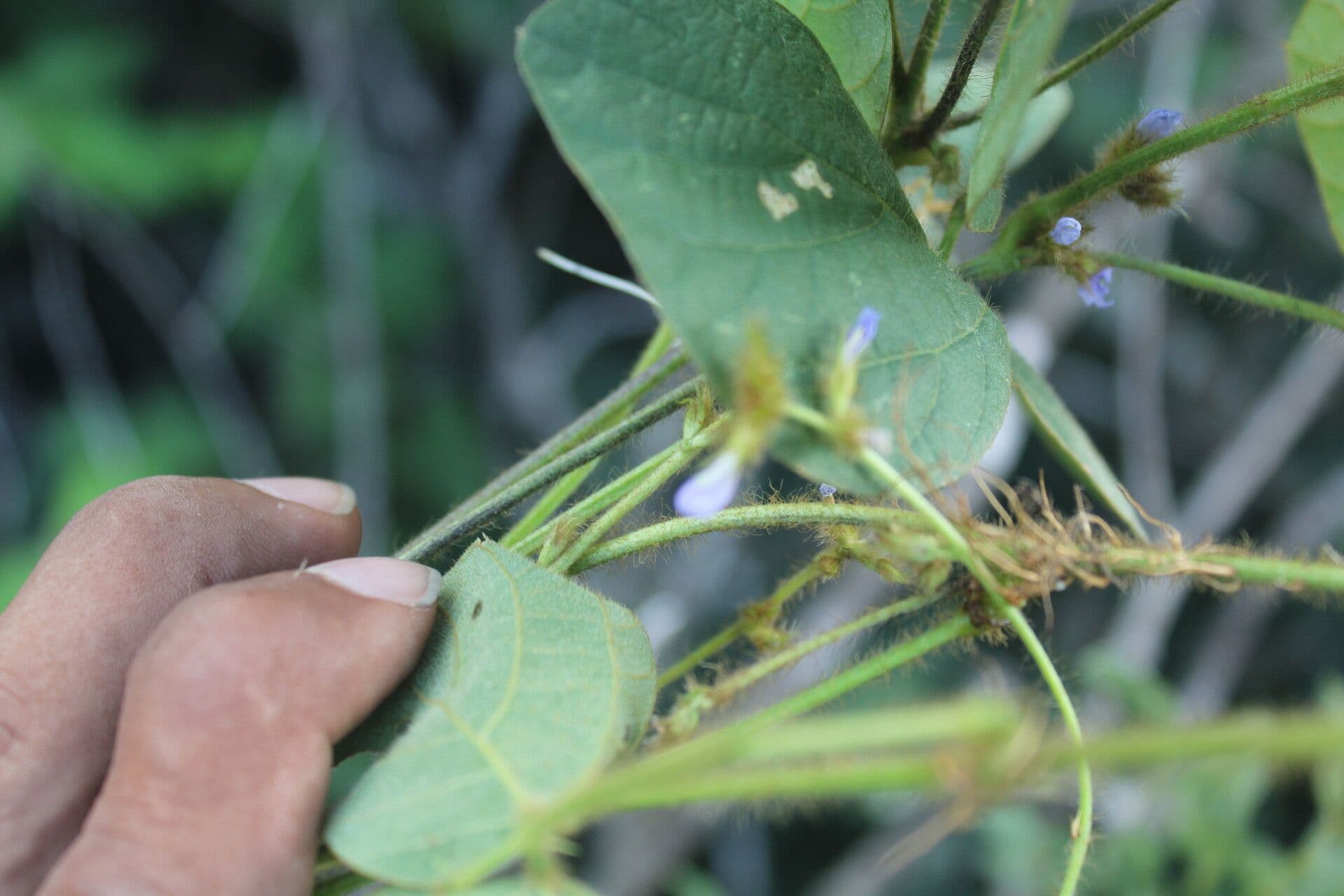 Calopogonium 13