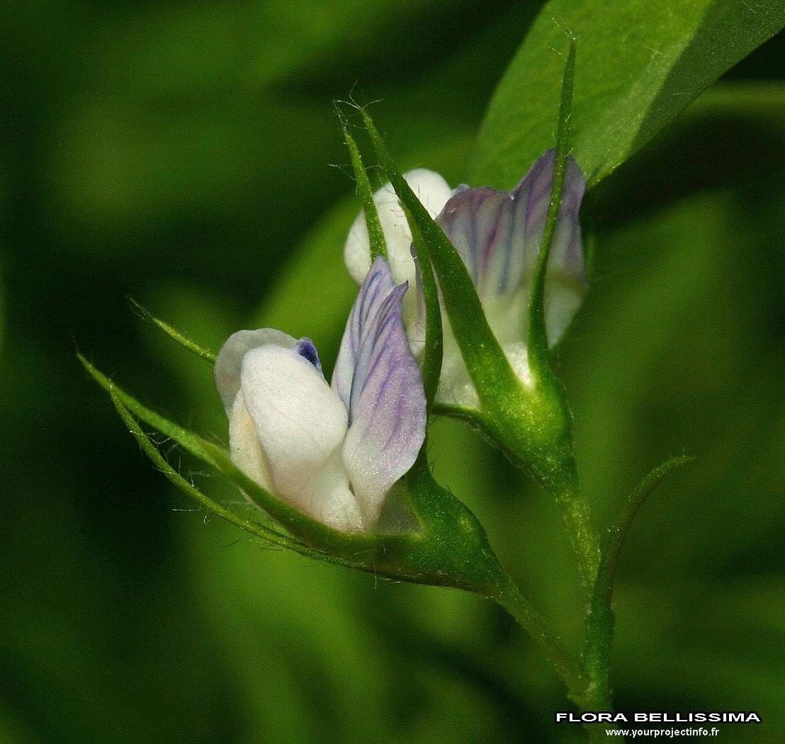 Soczewica jadalna 10