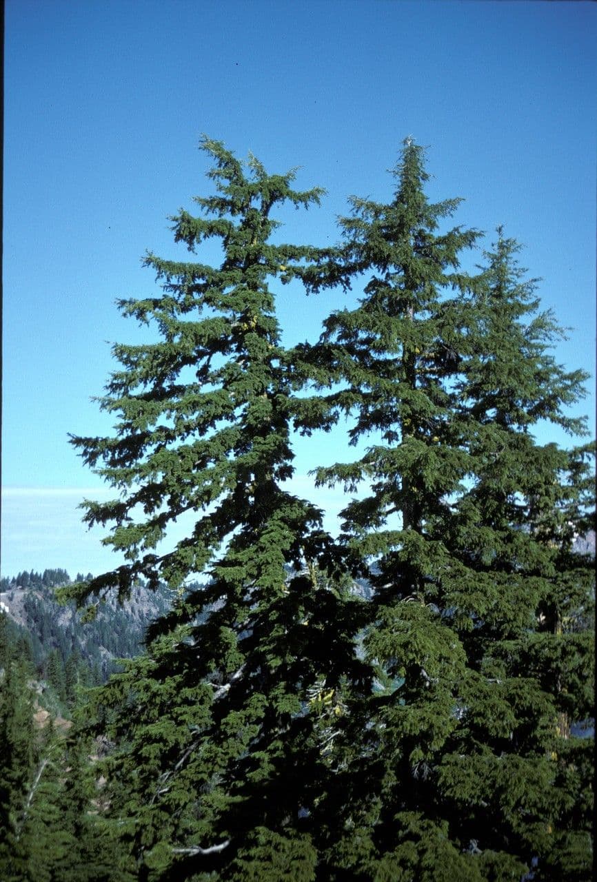 Tsuga di Mertens 7