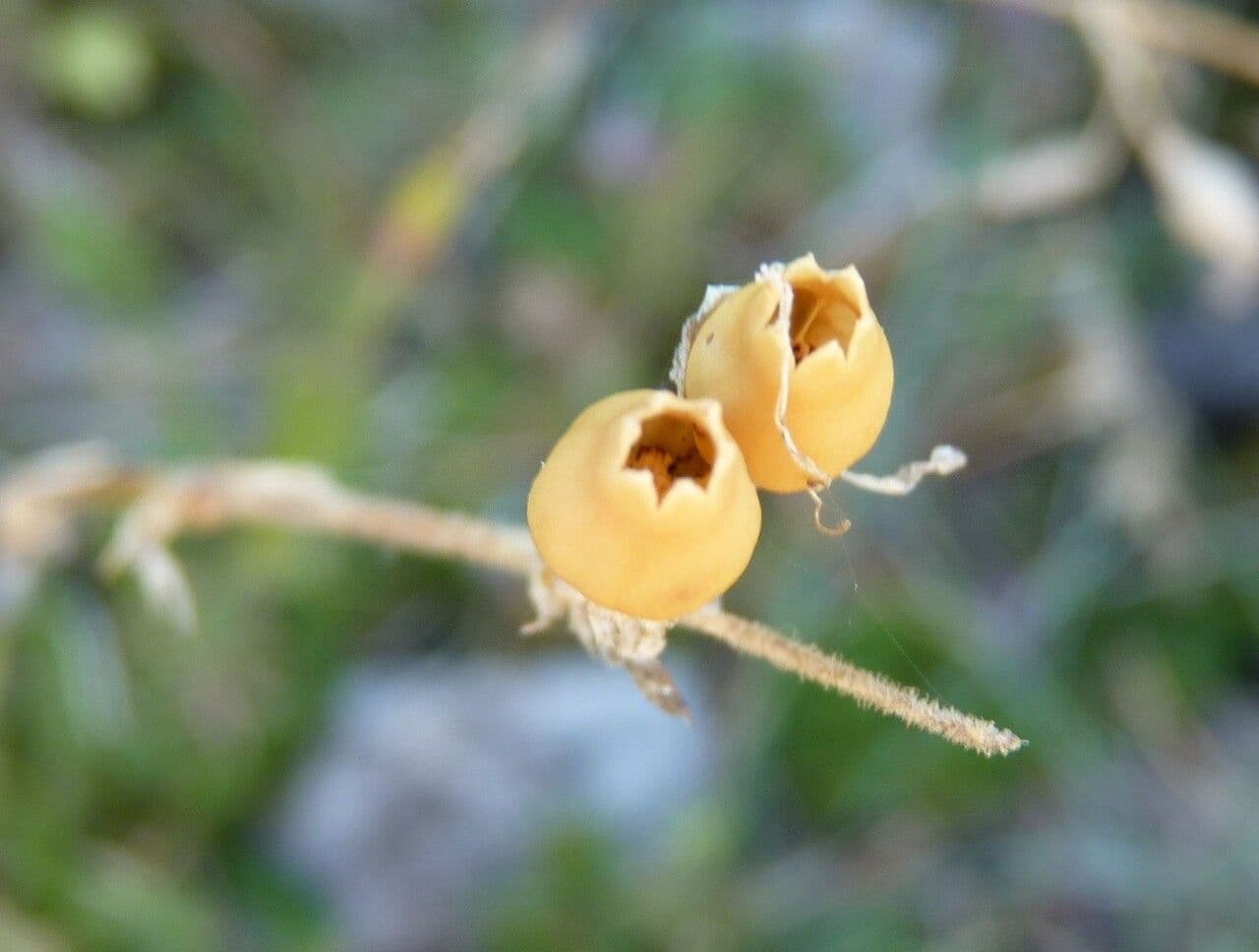 Silene italiana 5