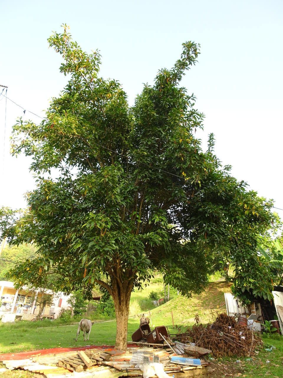 Citharexylum 11