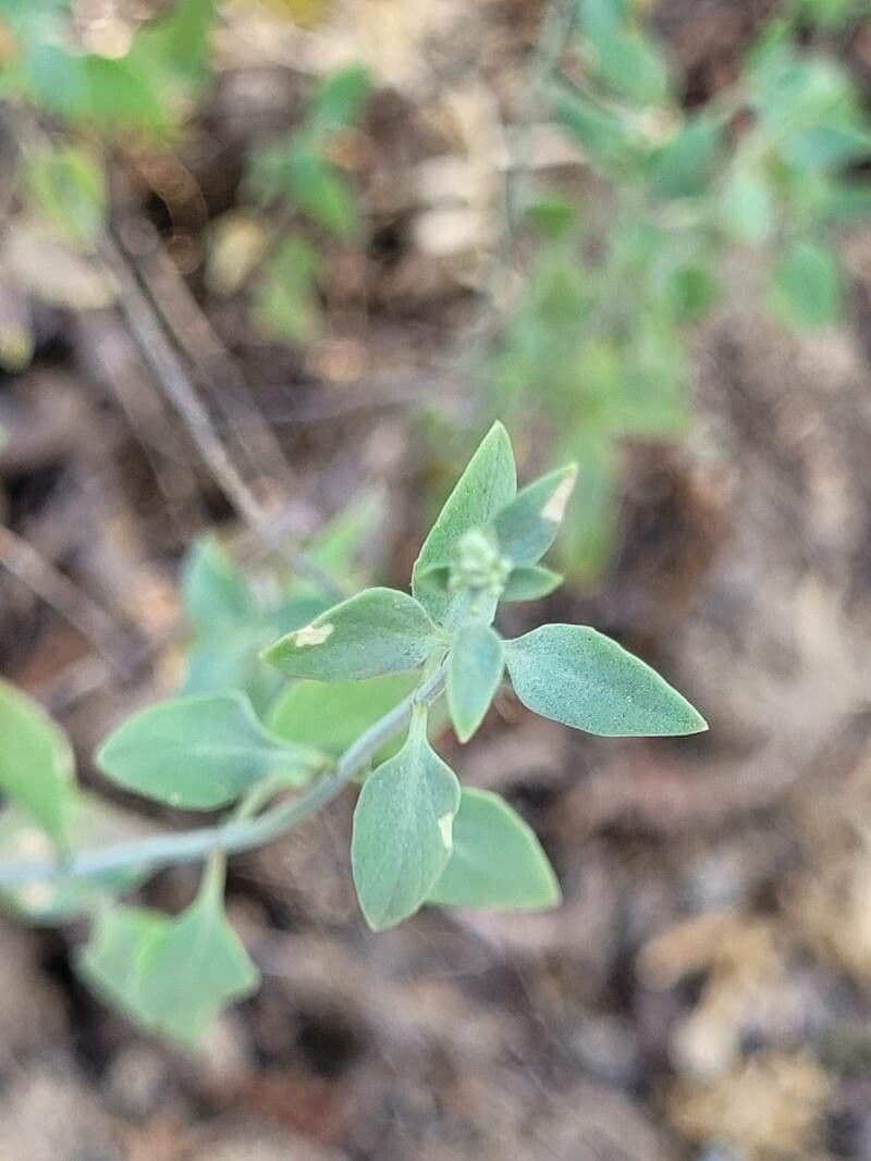 Immortelle annuale 15