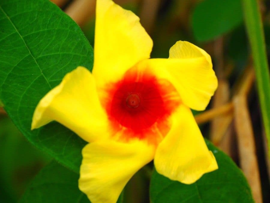 Mandevilla 6