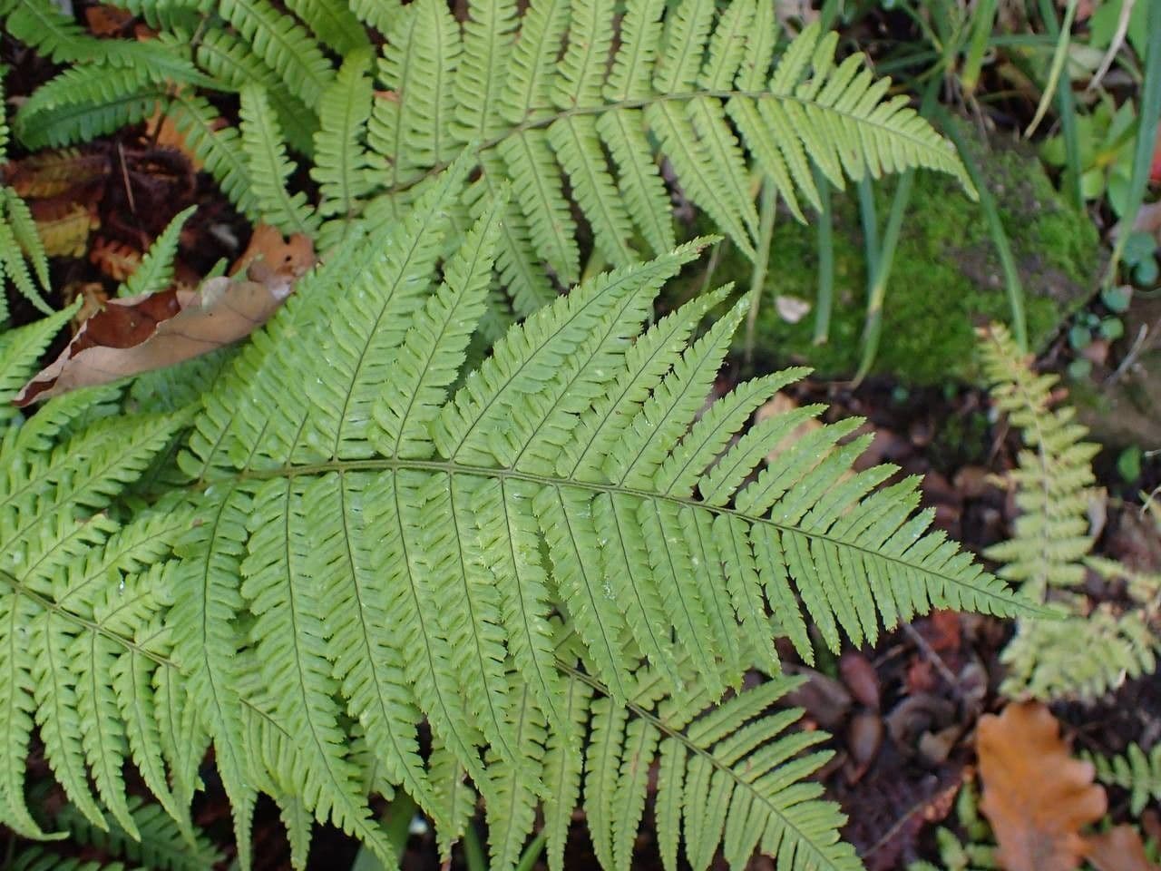 Dryopteris lepidopoda 5