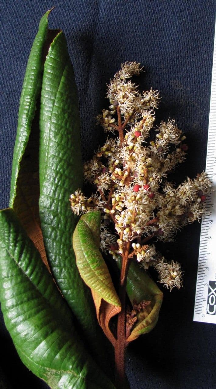 Miconia 7