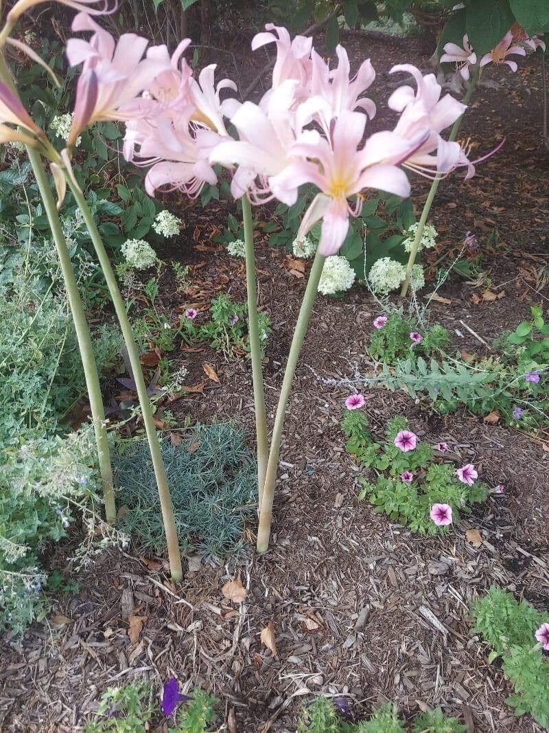 Lycoris 7