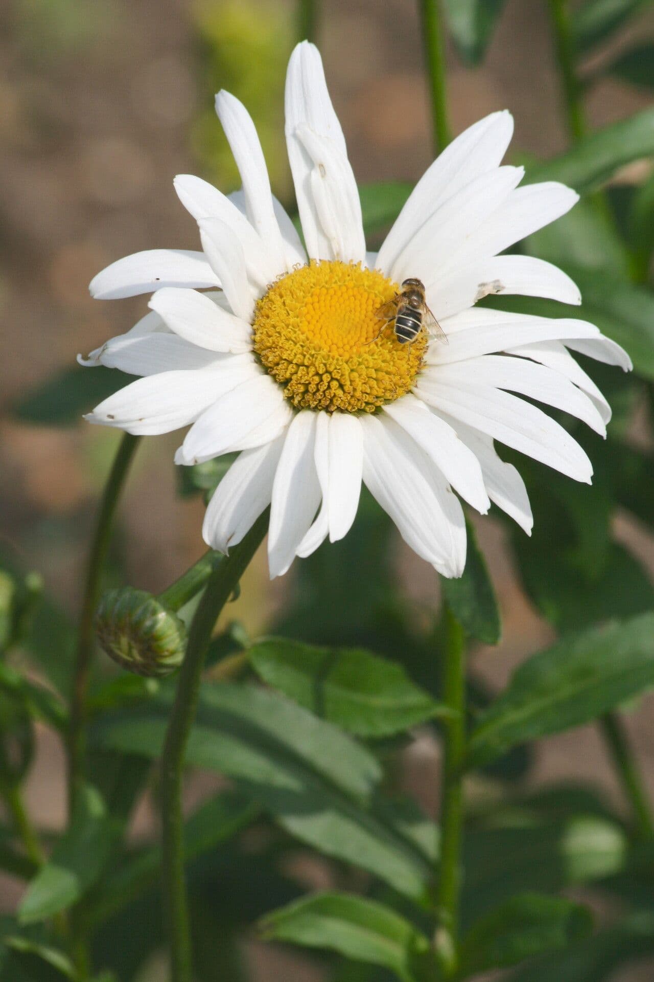 Margarite