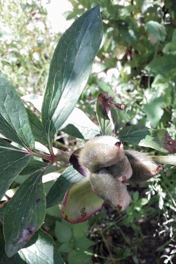 Peonia mascula 3