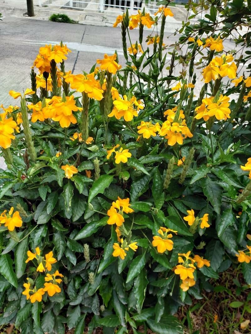 Crossandra 21