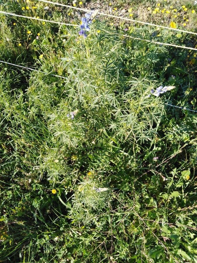 Schmalblättrige Lupine 30