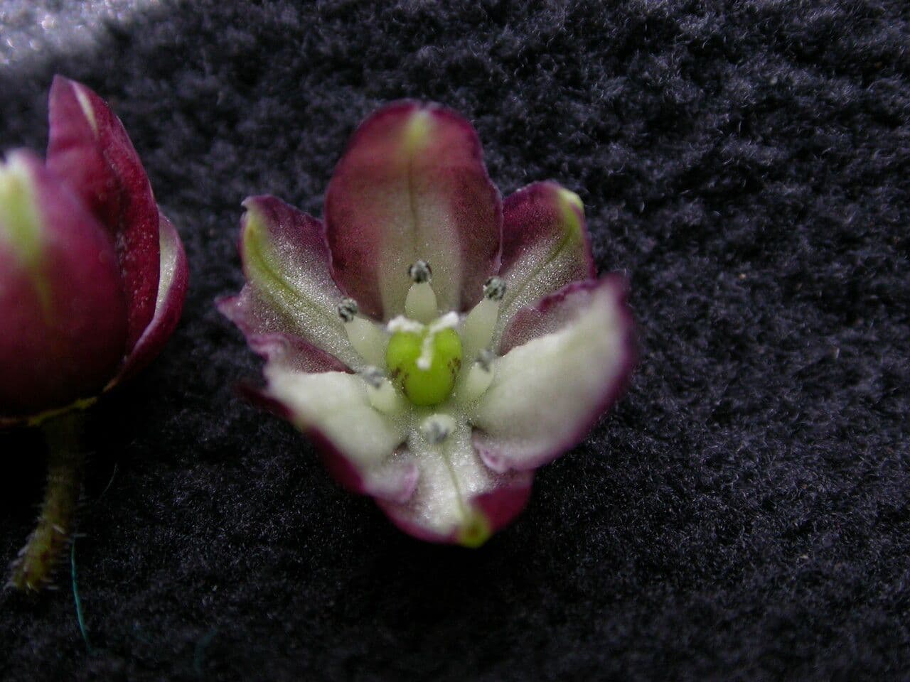 Convalaria morada 2