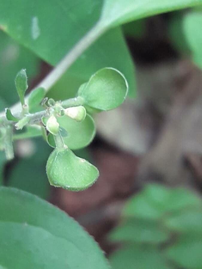 Scutellaria 6