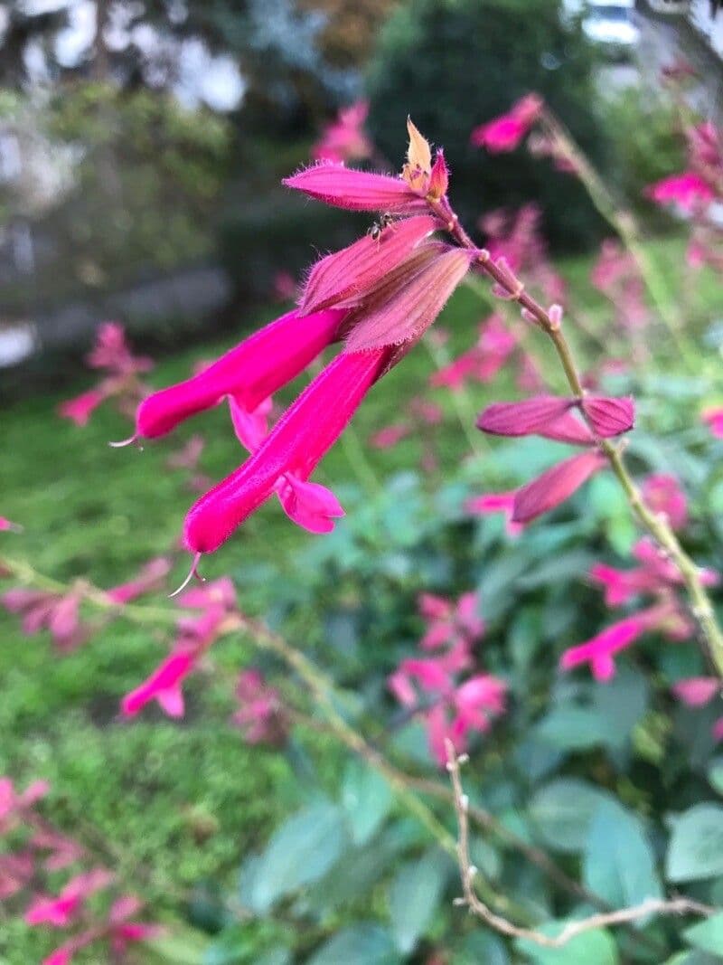Schattensalbei 2
