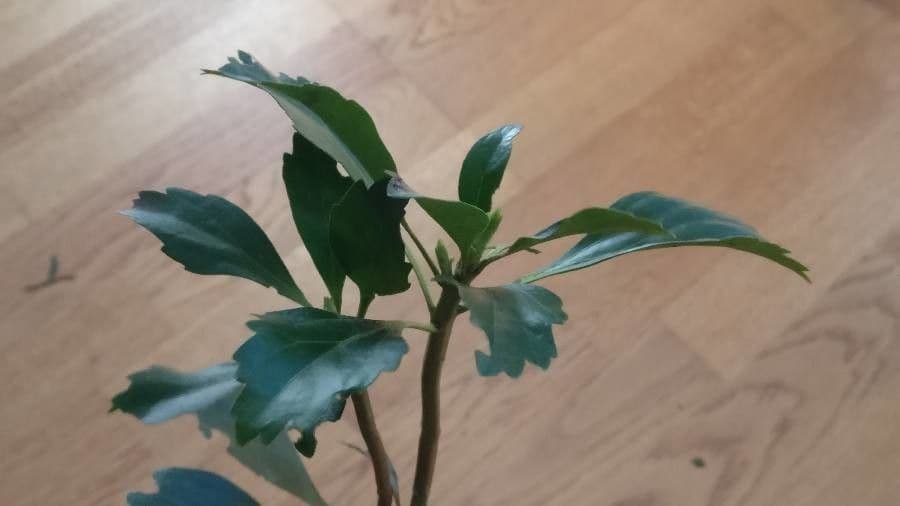 Pachysandra terminale 20