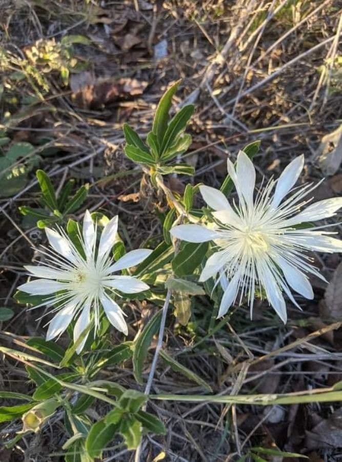 Mentzelia multiflora 5