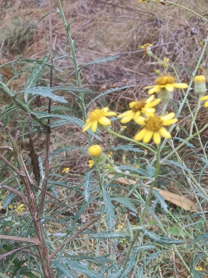 Senecio pterophorus 8