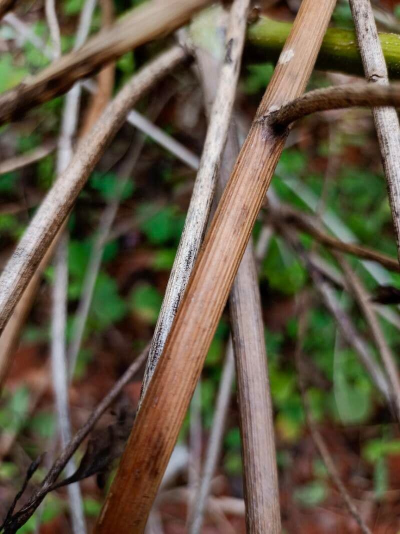 Herbe du Laos 23