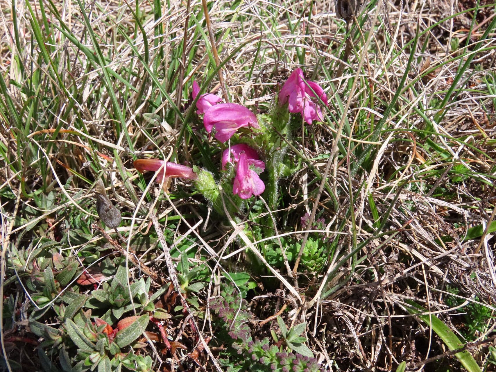Pedicularis 4