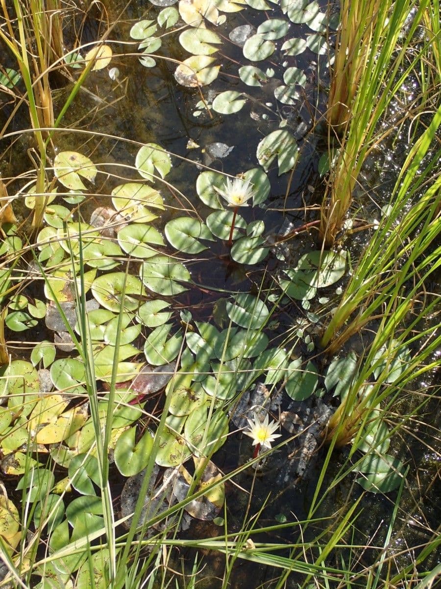 Leukanté 8