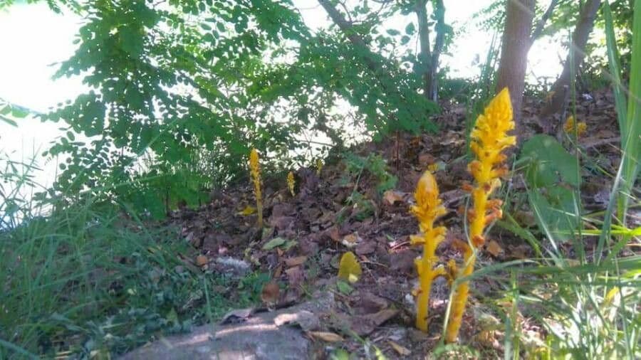 Rafio a fiori gialli 17