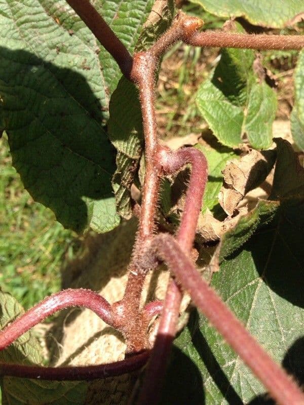 Kiwi dorato 23