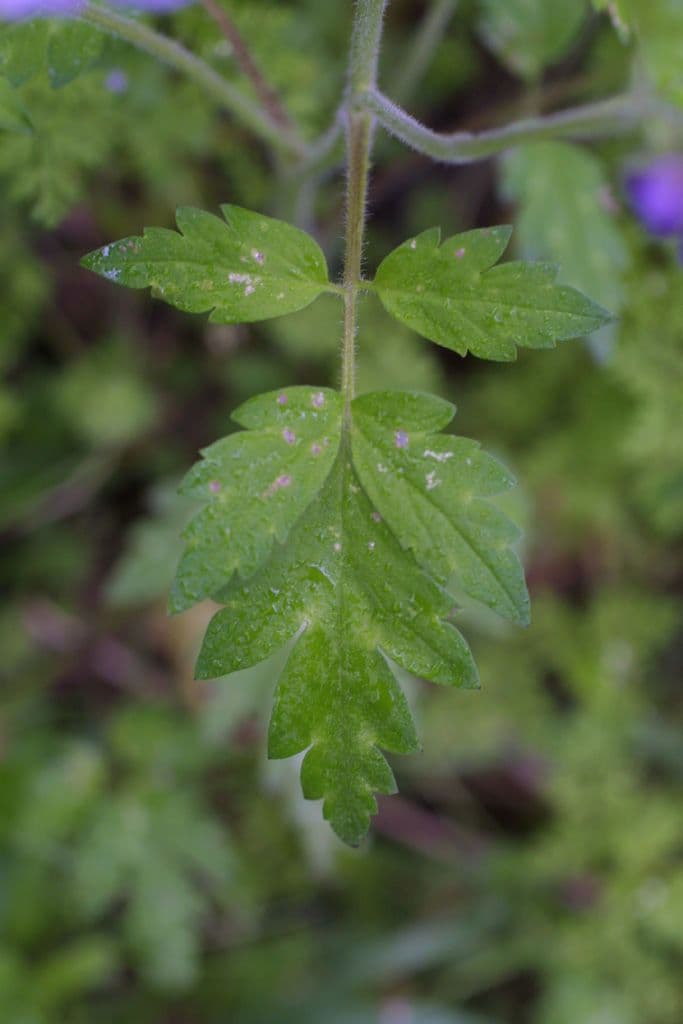 Phacelia bipinnatifida 13