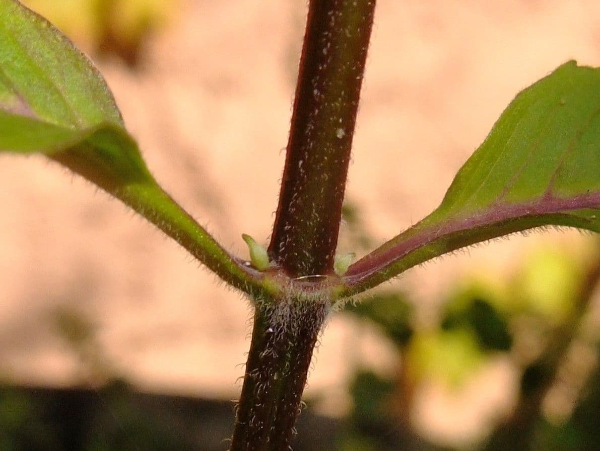 Monarda didyma 24