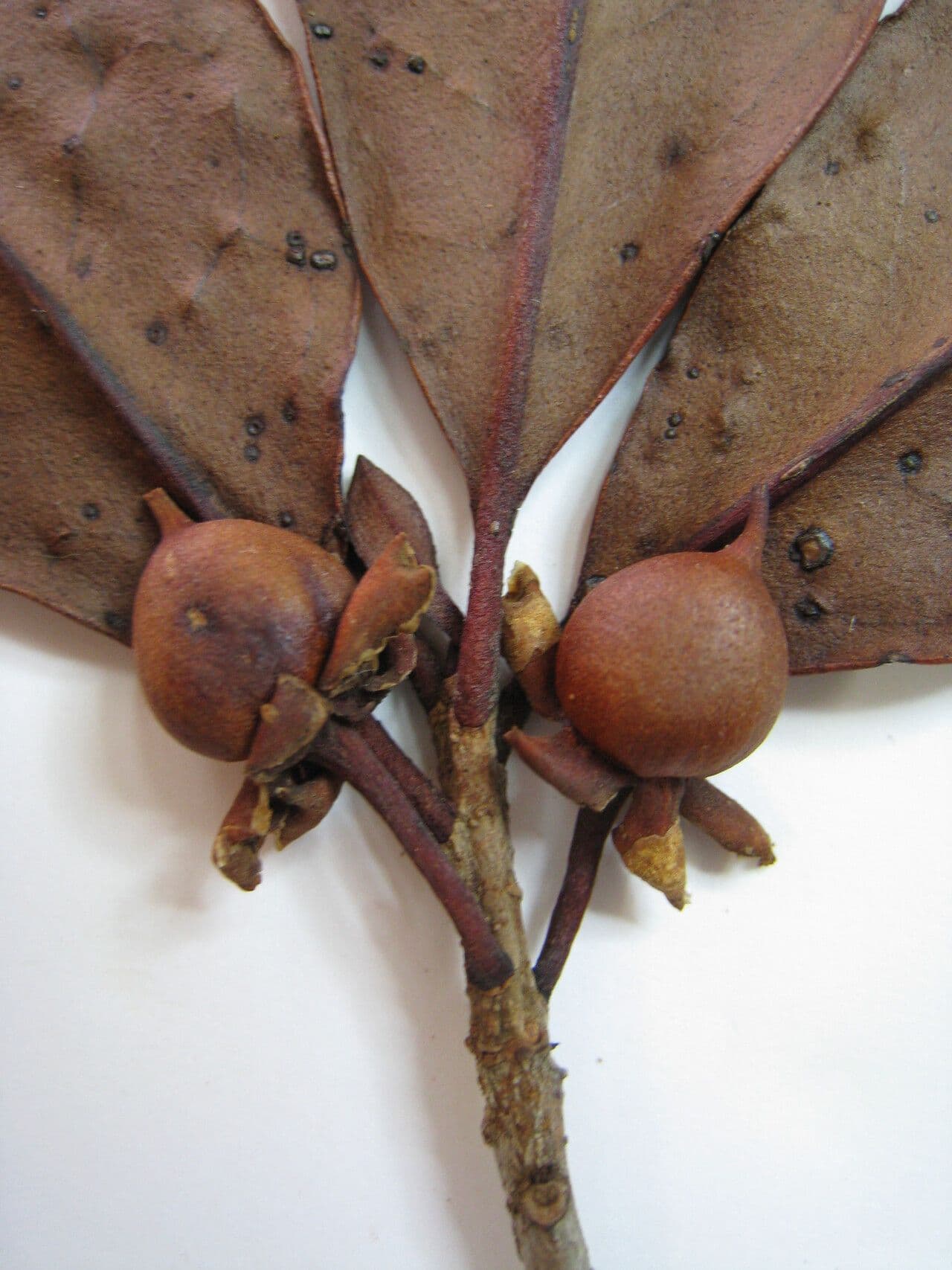 Ternstroemia 9