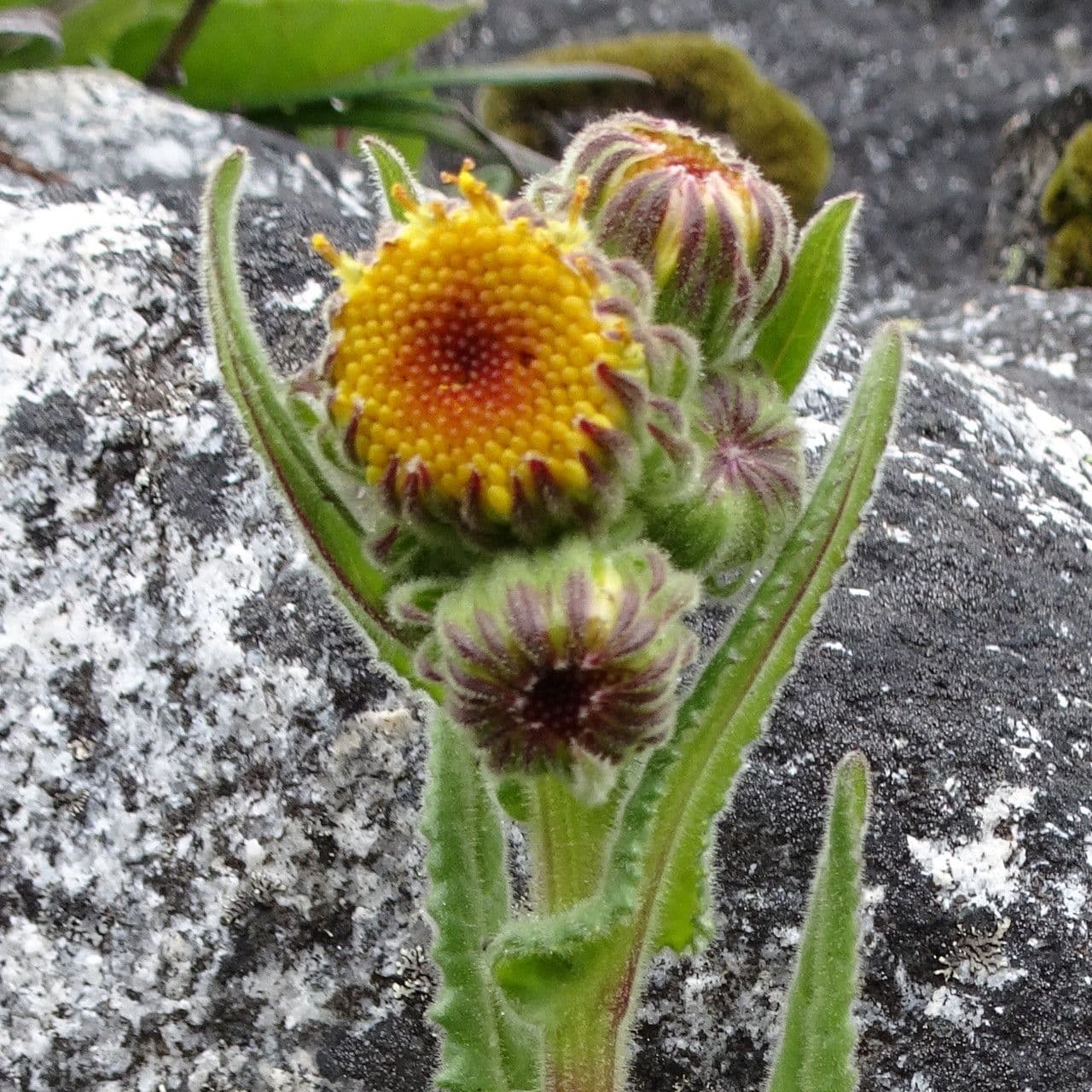 Senecione 3